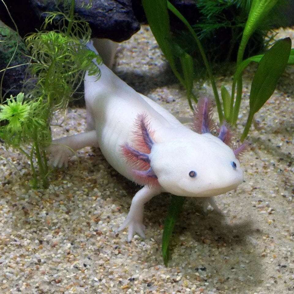 Species Characteristics - Save The Axolotls!