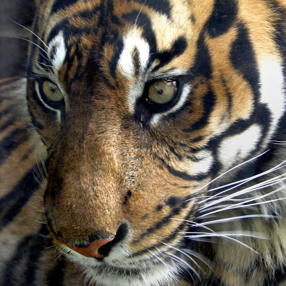 Most endangered animalls in 2025